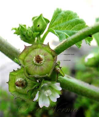  Fruit with persistent calyx and Flower